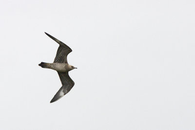 Fjllabb (Stercorarius longicaudus) Long-tailed Jaeger