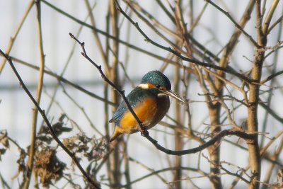 Kungsfiskare (Alcedo atthis) Common Kingfisher