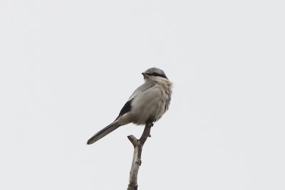 Varfågel (Lanius excubitor) Great Grey Shrike