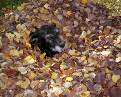 Mandy in the leaves