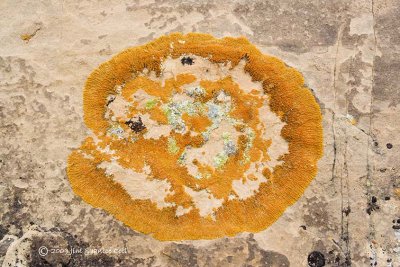 Spiral lichen