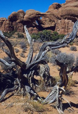 Juniper roots at Double Arch ANP