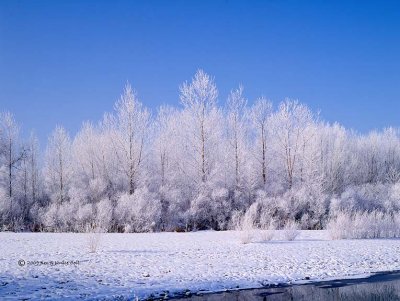 Poudre River frost 3