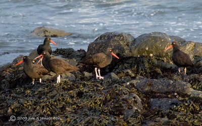 Oyster Catchers, Crescent City, CA