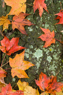 Leaves and lichen