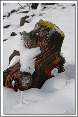 Bristlecone Pine in Snow