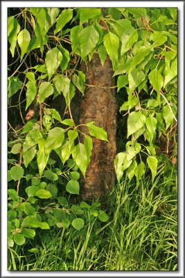 Cottonwood