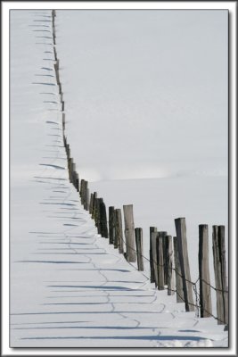 Winter Fenceline