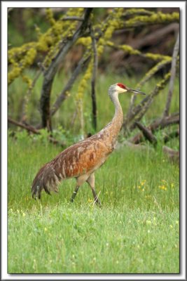WILDLIFE
