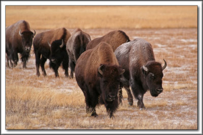 YELLOWSTONE NATIONAL PARK
