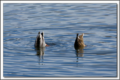 Duck Butts