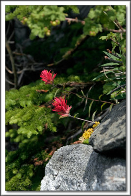 Indian Paintbrush