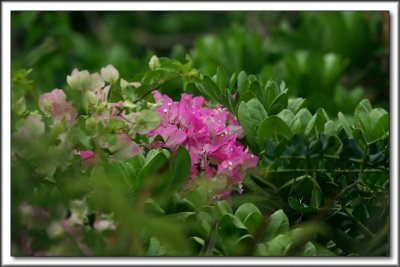 Local Color