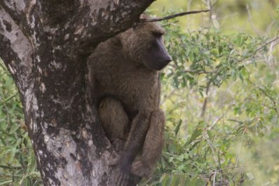 238. Olive Baboon (Awash).JPG