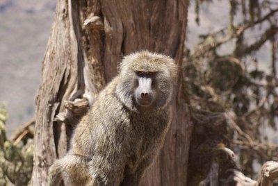 238. Olive Baboon (Bale 27 Apr 08).JPG