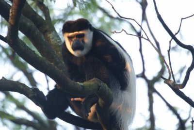 239. Colobus Monket Awassa.JPG