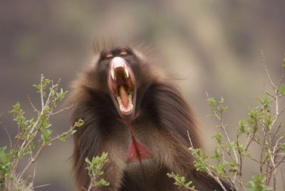 Gelada Baboon male yawning (Derba 14 Jun 08) Low Res 5.JPG
