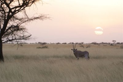 276a. Beisa Oryx Awash (27 Sep 08) 3.JPG