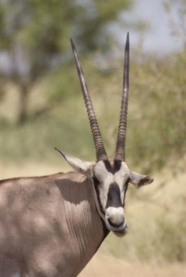 276a. Beisa Oryx Awash (27 Sep 08) 5 Low res.JPG