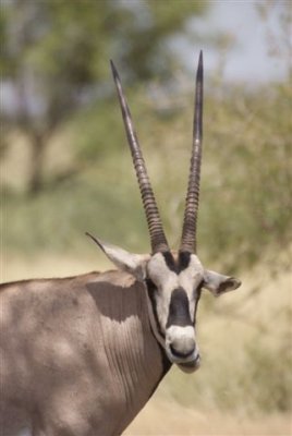 276a. Beisa Oryx Awash (27 Sep 08) 5.JPG