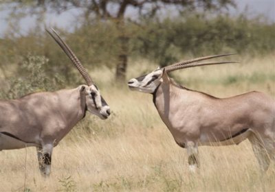 276a. Beisa Oryx Awash (27 Sep 08) 6.JPG