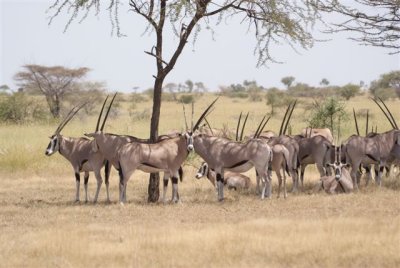 276a. Beisa Oryx Awash (27 Sep 08) 7.JPG