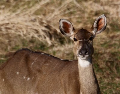 280. Mountain Nyala 12 (Dinsho 22 Apr 08).JPG