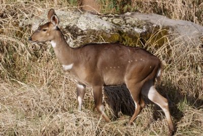 280. Mountain Nyala 13 (Dinsho 22 Apr 08).JPG