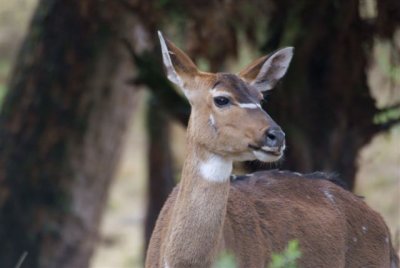 280. Mountain Nyala 2 (Dinsho 22 Apr 08).JPG