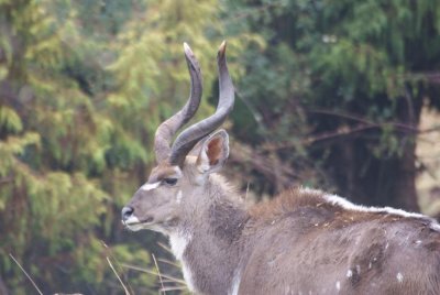 Mountain Nyala (Bale).JPG