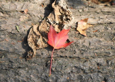 775261.jpe Simple Leaf