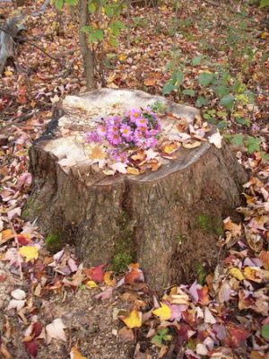 321731.jpe   Attractive Tree