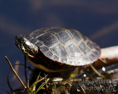 IMG_5871 copy.jpg