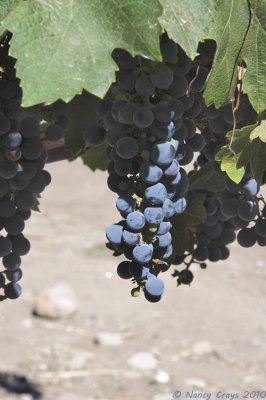 Grapes in Vineyard at Concha y Toro