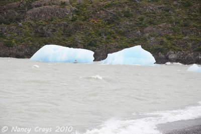 Ice Bergs Near Shore of Gray Lake