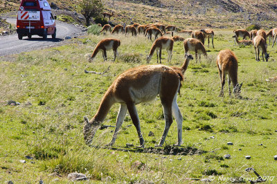 Guanacos