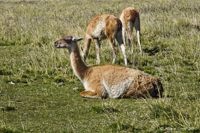 Guanacos