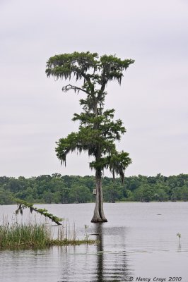 Cypress Tree in Lake Martin