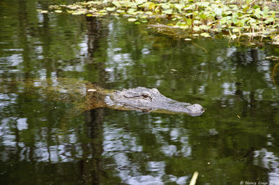 Small Alligator, Lake Martin