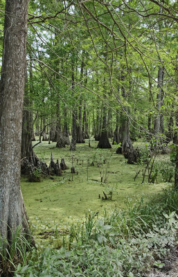 Swamp by Lake Martin