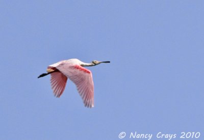 Roseate Spoonbill at Lake Martin Rookery