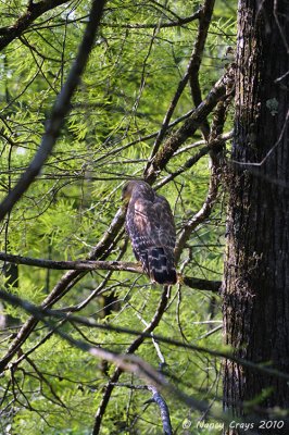 Hawk in Swamp