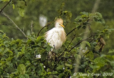 All Fluffed Up