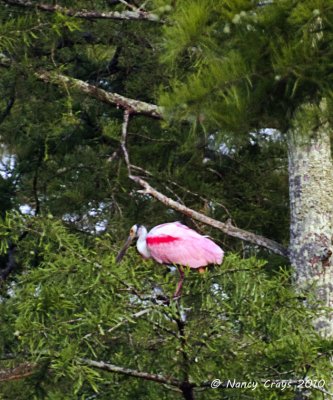 Roseate Spoonbill at Lake Martin Rookery