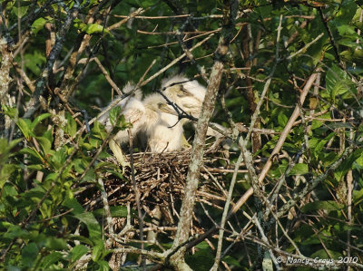 Still in the Nest