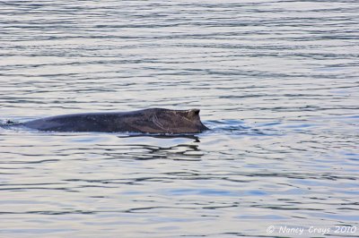 Humpback Whale Preparing to Dive in Auke Bay, Juneau