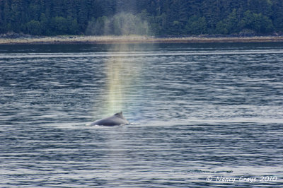Humpback Whale Blowing in Auke Bay, Juneau
