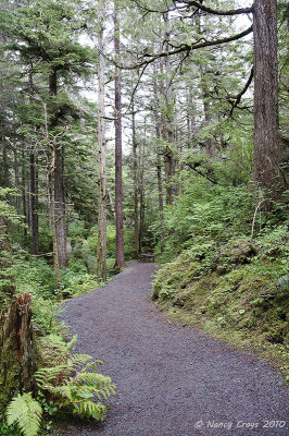 Path through Woods Leading to Creek, Sitka