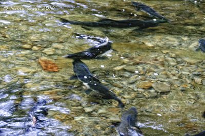 Salmon in Creek