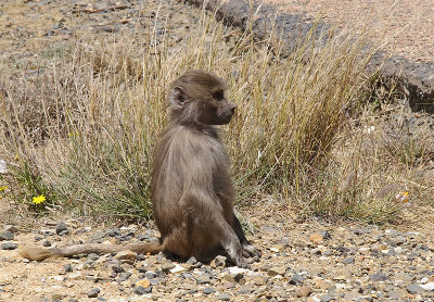 Juvenile Baboon in Al Souda Area of Asir Province